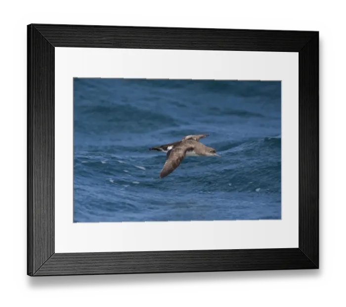 Framed Print : Fluttering Shearwater (Puffinus gavia) adult, in flight over sea, New Zealand, november