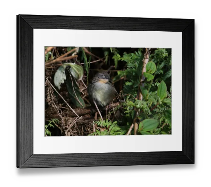 Framed Print : Sri Lanka Bush-warbler (Bradypterus palliseri) adult female, perched in low vegetation, Horton Plains N. P. Sri Lanka, december Framed Print : Sri Lanka Bush-warbler (Bradypterus palliseri) adult female, perched in low vegetation, Horton Plains N. P. Sri Lanka, december