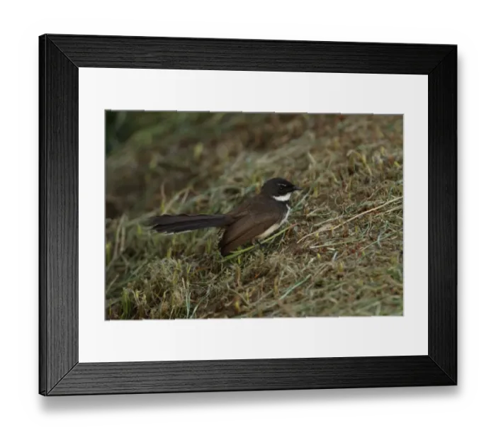 Framed Print : Pied Fantail (Rhipidura javanica longicauda) adult, standing on grassy bank, Thailand, february