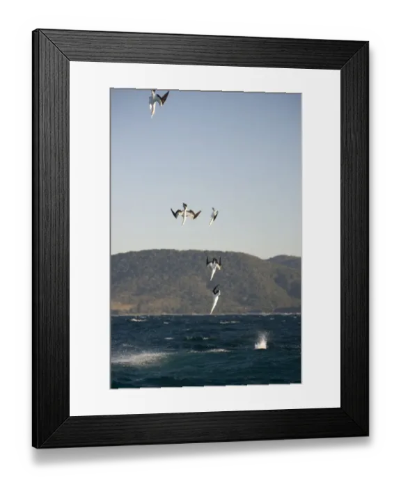 Framed Print : Cape Gannet (Morus capensis) adults, group in flight, diving for fish at sea, offshore Port St. Johns, Wild Coast, Eastern Cape (Transkei), South Africa