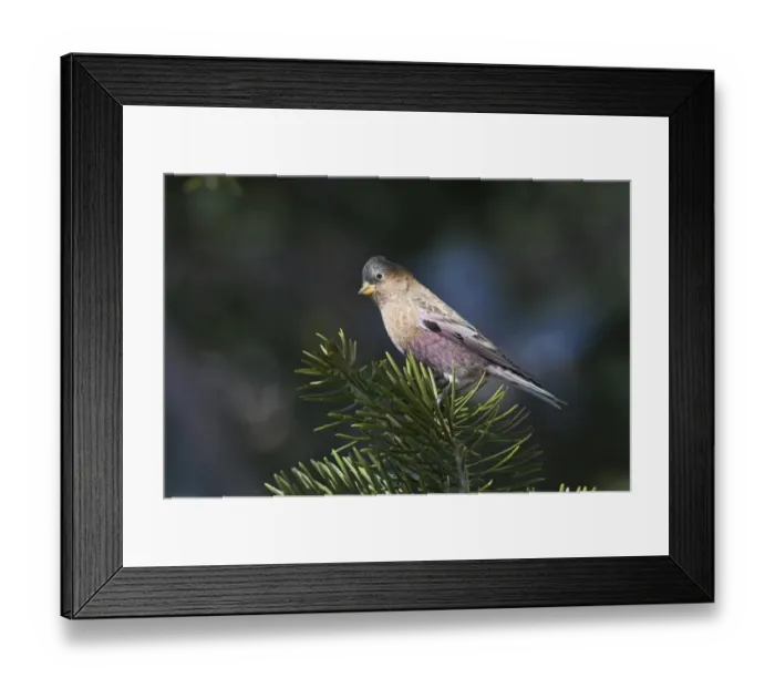 Framed Print : Grey-crowned Rosy Finch (Leucosticte tephrocotis) adult, perched on conifer, Scandia Crest, near Albuquerque, New Mexico, U. S. A. january Framed Print : Grey-crowned Rosy Finch (Leucosticte tephrocotis) adult, perched on conifer, Scandia Crest, near Albuquerque, New Mexico, U. S. A. january