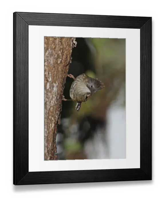 Framed Print : Streak-throated Barwing (Actinodura waldeni daflaensis) adult, feeding on tree sap, Eaglenest Wildlife Sanctuary, Arunachal Pradesh, India, january Framed Print : Streak-throated Barwing (Actinodura waldeni daflaensis) adult, feeding on tree sap, Eaglenest Wildlife Sanctuary, Arunachal Pradesh, India, january