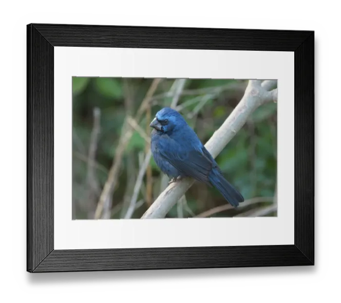 Framed Print : Ultramarine Grosbeak (Cyanocompsa brissonii) adult male, perched on branch, Costanera Sur, Rio de la Plata, Buenos Aires Province, Argentina, june Framed Print : Ultramarine Grosbeak (Cyanocompsa brissonii) adult male, perched on branch, Costanera Sur, Rio de la Plata, Buenos Aires Province, Argentina, june
