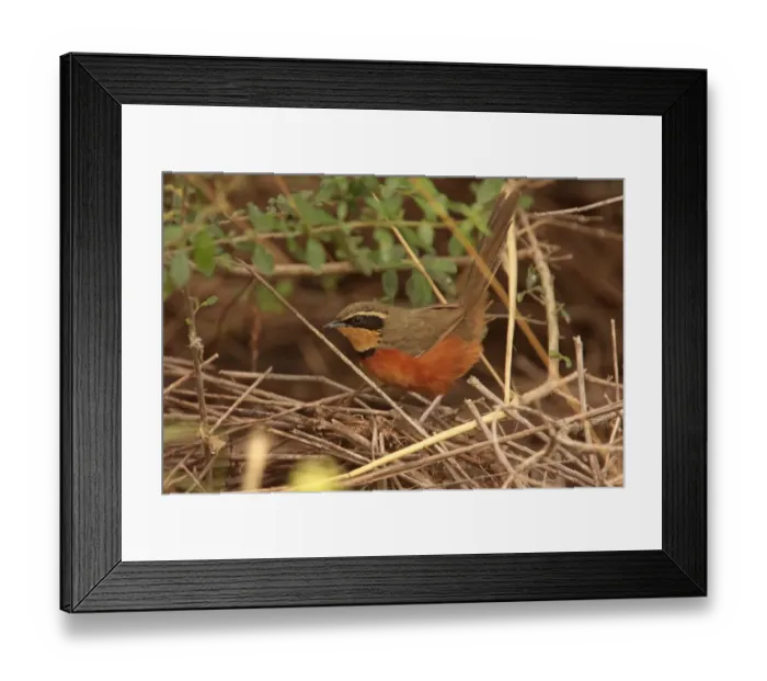 Framed Print : Olive-crowned Crescentchest (Melanopareia maximiliani argentina) adult, perched on stems, La Cumbre, Cordoba, Argentina, april Framed Print : Olive-crowned Crescentchest (Melanopareia maximiliani argentina) adult, perched on stems, La Cumbre, Cordoba, Argentina, april