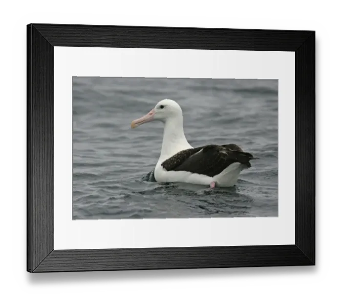 Framed Print : Northern Royal Albatross (Diomedea sanfordi) sub-adult, swimming, off Quintero, Chile, november Framed Print : Northern Royal Albatross (Diomedea sanfordi) sub-adult, swimming, off Quintero, Chile, november