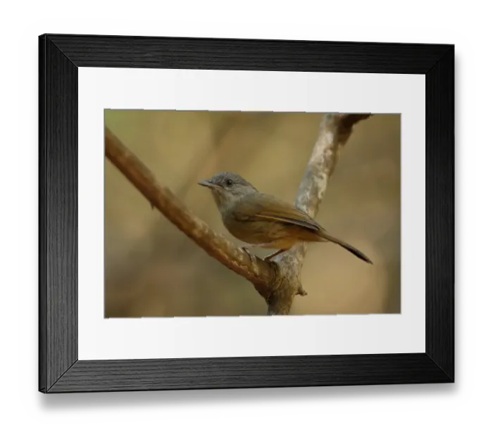 Framed Print : Brown-cheeked Fulvetta (Alcippe poioicephala) adult, perched on twig, Kaeng Krachan N. P. Thailand, february Framed Print : Brown-cheeked Fulvetta (Alcippe poioicephala) adult, perched on twig, Kaeng Krachan N. P. Thailand, february