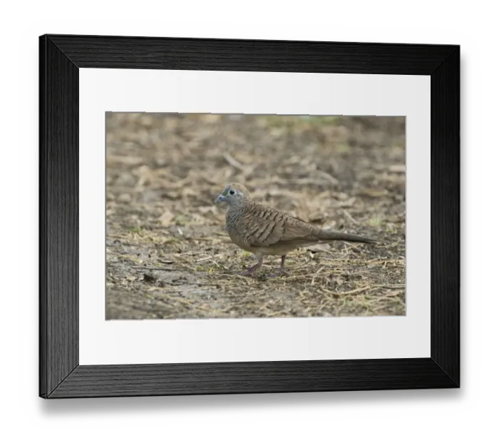 Framed Print : Zebra Dove (Geopelia striata) adult, walking on ground, Candaba, Luzon Island, Philippines Framed Print : Zebra Dove (Geopelia striata) adult, walking on ground, Candaba, Luzon Island, Philippines