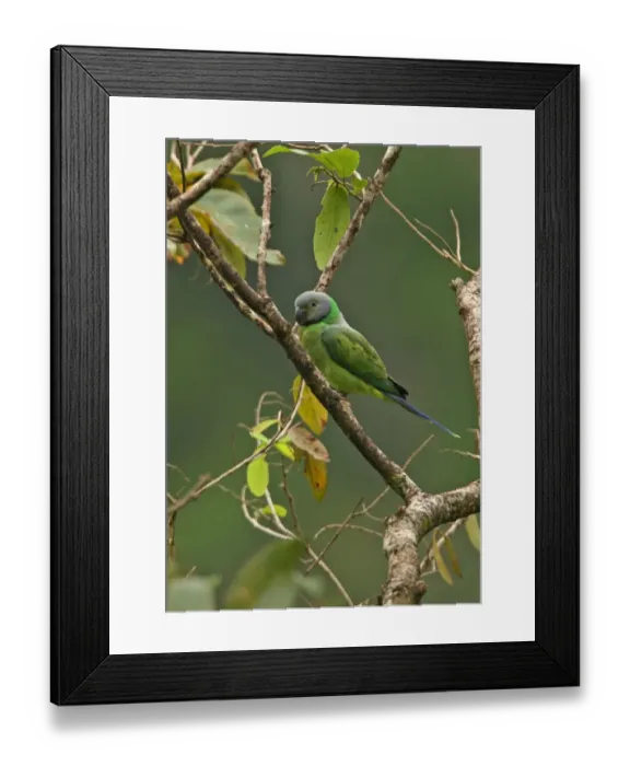 Framed Print : Layard's Parakeet (Psittacula calthropae) adult female, perched in tree during rainfall, Sri Lanka, december Framed Print : Layard's Parakeet (Psittacula calthropae) adult female, perched in tree during rainfall, Sri Lanka, december