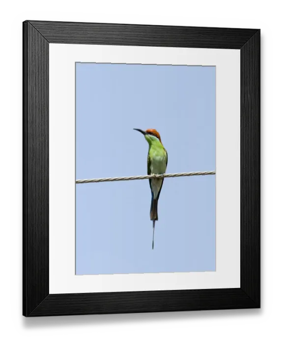 Framed Print : Blue-throated Bee-eater (Merops viridis americanus) adult, perched on overhead wire, Luzon Island, Philippines Framed Print : Blue-throated Bee-eater (Merops viridis americanus) adult, perched on overhead wire, Luzon Island, Philippines