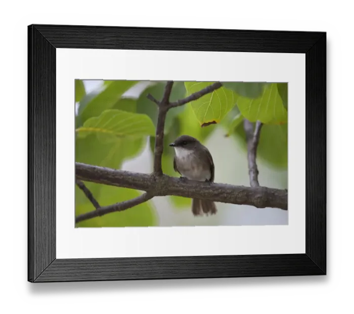 Framed Print : Swamp Flycatcher (Muscicapa aquatica) adult, perched on branch, Uganda Framed Print : Swamp Flycatcher (Muscicapa aquatica) adult, perched on branch, Uganda