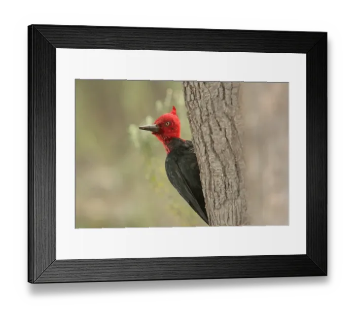 Framed Print : Magellanic Woodpecker (Campephilus magellanicus) adult male, foraging on tree trunk, El Chalten, Santa Cruz, Argentina, november Framed Print : Magellanic Woodpecker (Campephilus magellanicus) adult male, foraging on tree trunk, El Chalten, Santa Cruz, Argentina, november