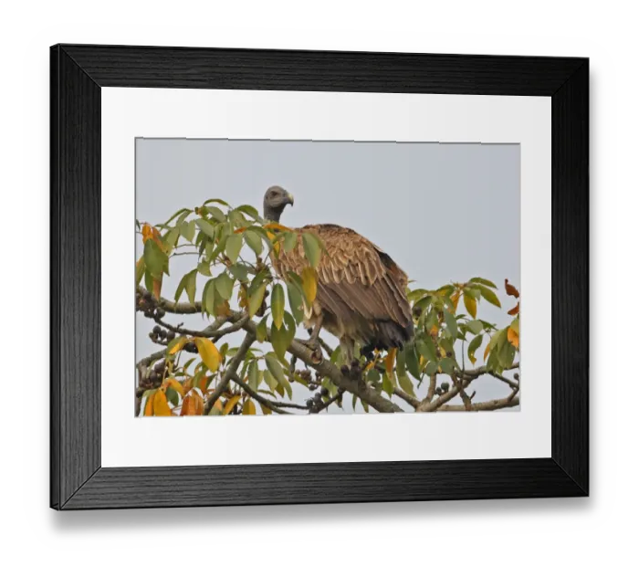 Framed Print : Slender-billed Vulture (Gyps tenuirostris) adult, perched in treetop, Kaziranga N. P. Assam, India, january Framed Print : Slender-billed Vulture (Gyps tenuirostris) adult, perched in treetop, Kaziranga N. P. Assam, India, january
