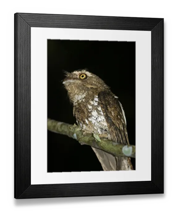 Framed Print : Javan Frogmouth (Batrachostomus javensis) adult, perched on branch at night, Iwahig Penal Colony, Palawan Island, Philippines Framed Print : Javan Frogmouth (Batrachostomus javensis) adult, perched on branch at night, Iwahig Penal Colony, Palawan Island, Philippines