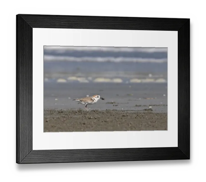 Framed Print : White-faced Plover (Charadrius dealbatus) adult, feeding on crab, standing on beach, Thailand, february Framed Print : White-faced Plover (Charadrius dealbatus) adult, feeding on crab, standing on beach, Thailand, february