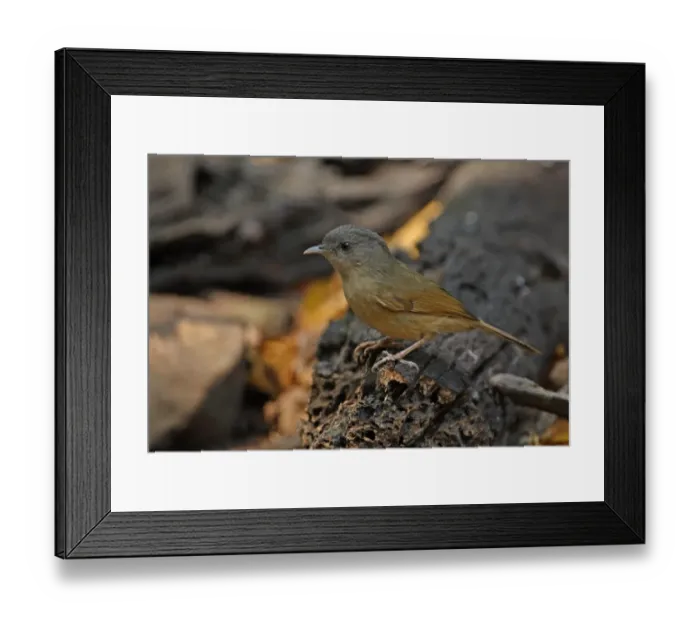 Framed Print : Brown-cheeked Fulvetta (Alcippe poioicephala) adult, standing on log, Kaeng Krachan N. P. Thailand, january Framed Print : Brown-cheeked Fulvetta (Alcippe poioicephala) adult, standing on log, Kaeng Krachan N. P. Thailand, january