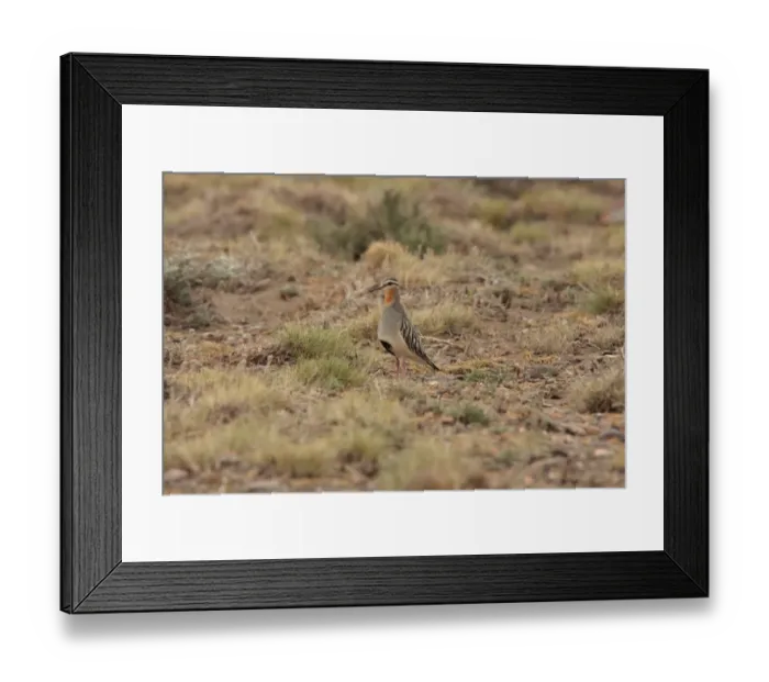 Framed Print : Tawny-throated Dotterel (Oreopholus ruficollis) adult, standing on breeding territory, Strobel Plateau, Santa Cruz, Argentina, november Framed Print : Tawny-throated Dotterel (Oreopholus ruficollis) adult, standing on breeding territory, Strobel Plateau, Santa Cruz, Argentina, november