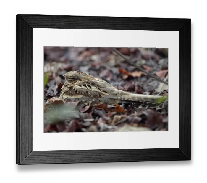 Framed Print : Long-tailed Nightjar (Caprimulgus climacurus) adult, resting amongst leaf litter, Gambia, january Framed Print : Long-tailed Nightjar (Caprimulgus climacurus) adult, resting amongst leaf litter, Gambia, january