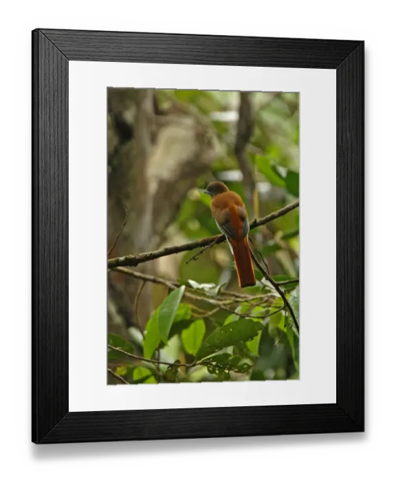 Framed Print : Malabar Trogon (Harpactes fasciatus) adult female, perched on branch, Sinharaja Forest N. P. Sri Lanka, december Framed Print : Malabar Trogon (Harpactes fasciatus) adult female, perched on branch, Sinharaja Forest N. P. Sri Lanka, december