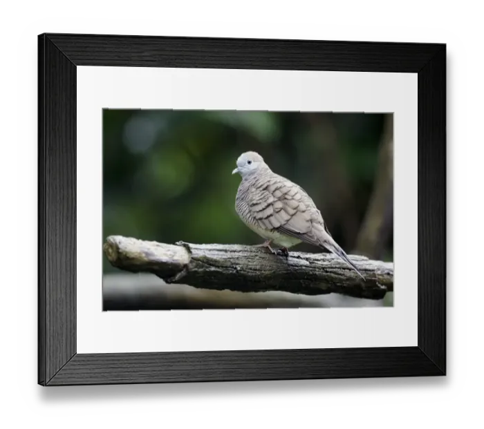 Framed Print : Zebra Dove (Geopelia striata) adult, perched on branch, Indonesia, march Framed Print : Zebra Dove (Geopelia striata) adult, perched on branch, Indonesia, march