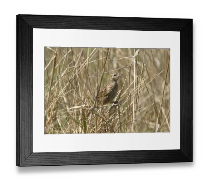 Framed Print : Hudson's Canastero (Asthenes hudsoni) juvenile (first known photograph of juvenile), perched on dry stems, Rincon del Cobo, Buenos Aires, Argentina, february Framed Print : Hudson's Canastero (Asthenes hudsoni) juvenile (first known photograph of juvenile), perched on dry stems, Rincon del Cobo, Buenos Aires, Argentina, february