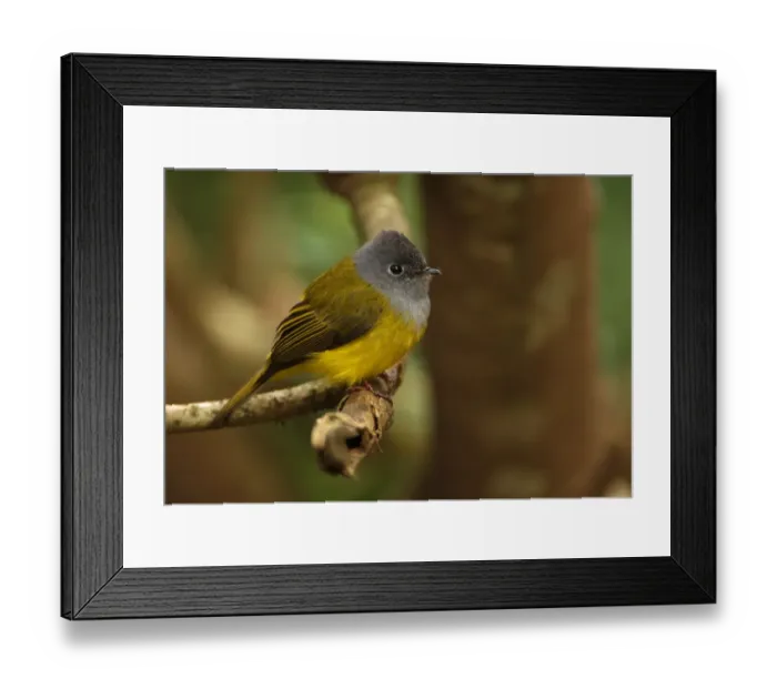 Framed Print : Grey-headed Canary-flycatcher (Culicicapa ceylonensis) adult, perched on branch, Victoria Park, Nuwara Eliya, Sri Lanka, december Framed Print : Grey-headed Canary-flycatcher (Culicicapa ceylonensis) adult, perched on branch, Victoria Park, Nuwara Eliya, Sri Lanka, december