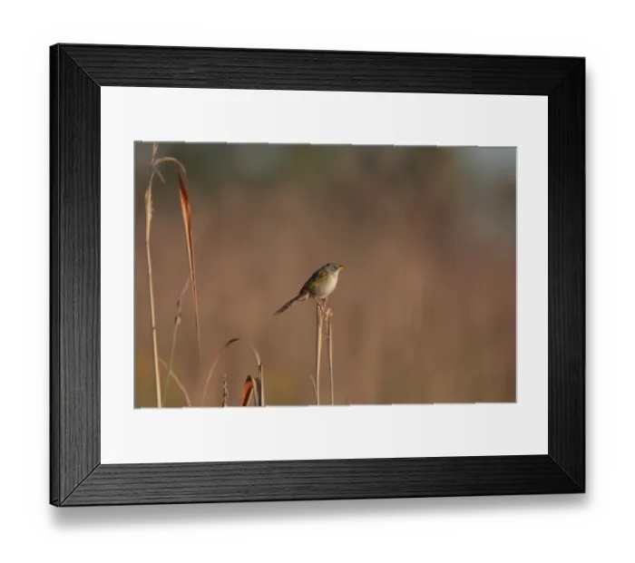 Framed Print : Lesser Grass-finch (Emberizoides ypiranganus) adult, perched on stem, El Bagual, Formosa, Argentina, october Framed Print : Lesser Grass-finch (Emberizoides ypiranganus) adult, perched on stem, El Bagual, Formosa, Argentina, october