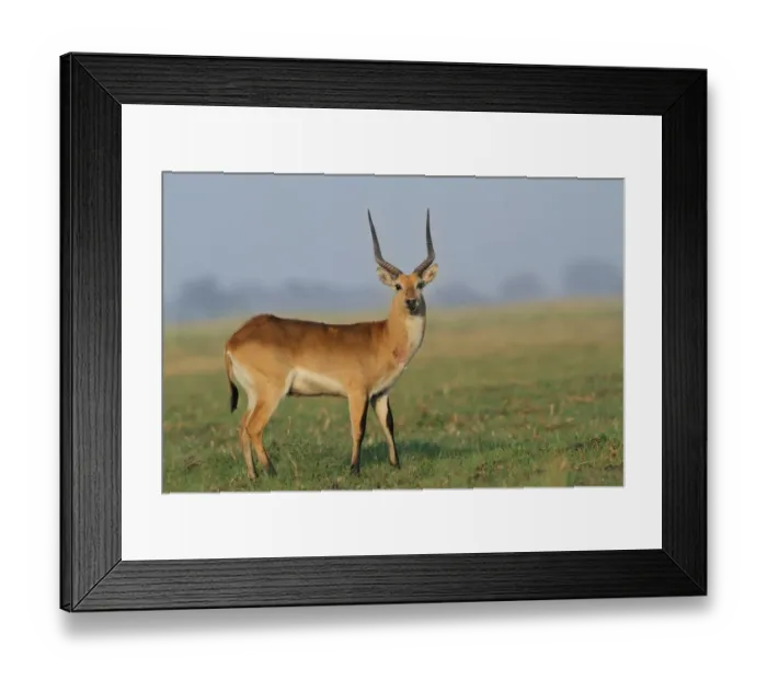 Framed Print : Red Lechwe (Kobus leche leche) adult male, with wound on neck, standing on grass in wetland, Chobe N. P. Botswana Framed Print : Red Lechwe (Kobus leche leche) adult male, with wound on neck, standing on grass in wetland, Chobe N. P. Botswana
