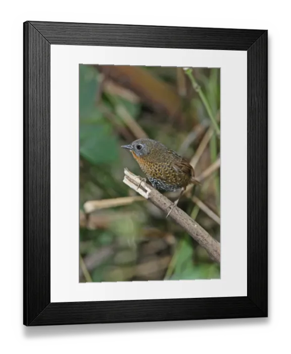 Framed Print : Rufous-throated Wren-babbler (Spelaeornis caudatus) adult, perched on stick, Eaglenest Wildlife Sanctuary, Arunachal Pradesh, India, january Framed Print : Rufous-throated Wren-babbler (Spelaeornis caudatus) adult, perched on stick, Eaglenest Wildlife Sanctuary, Arunachal Pradesh, India, january