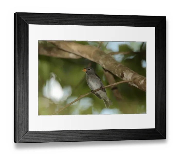 Framed Print : Temminck's Seedeater (Sporophila falcirostris) adult male, perched on twig, Iguazu National Park, Misiones, Argentina, november Framed Print : Temminck's Seedeater (Sporophila falcirostris) adult male, perched on twig, Iguazu National Park, Misiones, Argentina, november