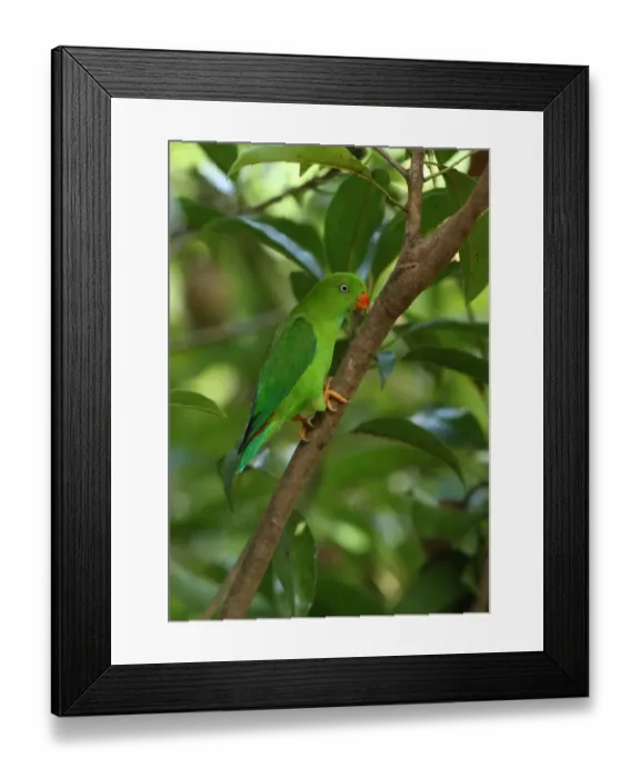 Framed Print : Vernal Hanging Parrot (Loriculus vernalis) adult, perched on branch, Kaeng Krachan N. P. Thailand, november Framed Print : Vernal Hanging Parrot (Loriculus vernalis) adult, perched on branch, Kaeng Krachan N. P. Thailand, november