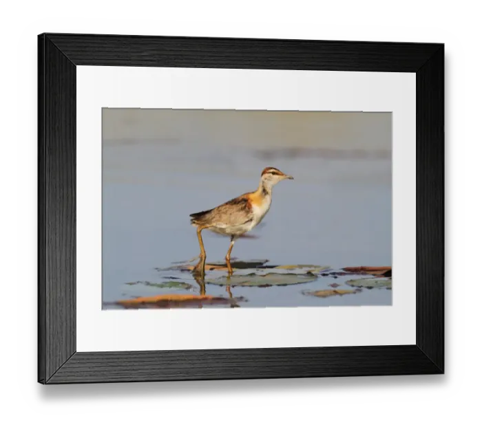 Framed Print : Lesser Jacana (Microparra capensis) adult, walking on waterlily pads in wetland, Okavango Delta, Botswana