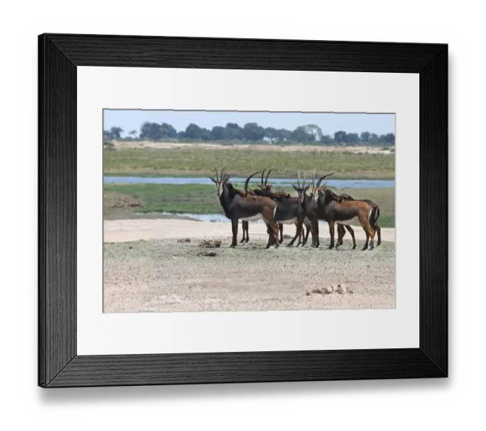 Framed Print : Sable Antelope (Hippotragus niger) adult females, herd standing near waterhole, Chobe N. P. Botswana Framed Print : Sable Antelope (Hippotragus niger) adult females, herd standing near waterhole, Chobe N. P. Botswana