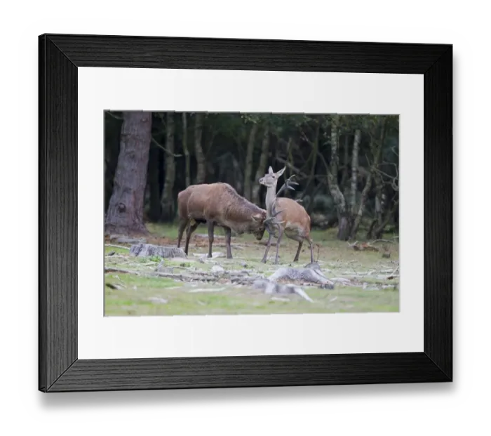 Framed Print : Red Deer (Cervus elaphus) adult pair, stag gently rubbing hind with antlers during rutting season, Minsmere RSPB Reserve, Suffolk, England, october
