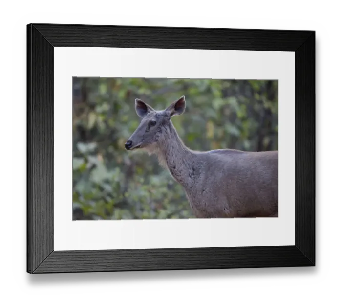 Framed Print : Sambar (Rusa unicolor) adult female, close-up of head and neck, Kanha N. P. Madhya Pradesh, India
