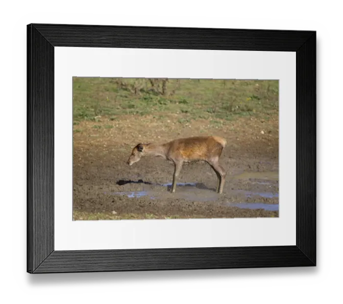 Framed Print : Red Deer (Cervus elaphus) hind, shaking mud from body after wallowing, during rutting season, Minsmere RSPB Reserve, Suffolk, England, october Framed Print : Red Deer (Cervus elaphus) hind, shaking mud from body after wallowing, during rutting season, Minsmere RSPB Reserve, Suffolk, England, october