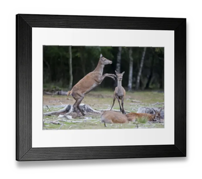 Framed Print : Red Deer (Cervus elaphus) hind kicking calf, during rutting season, Minsmere RSPB Reserve, Suffolk, England, october Framed Print : Red Deer (Cervus elaphus) hind kicking calf, during rutting season, Minsmere RSPB Reserve, Suffolk, England, october