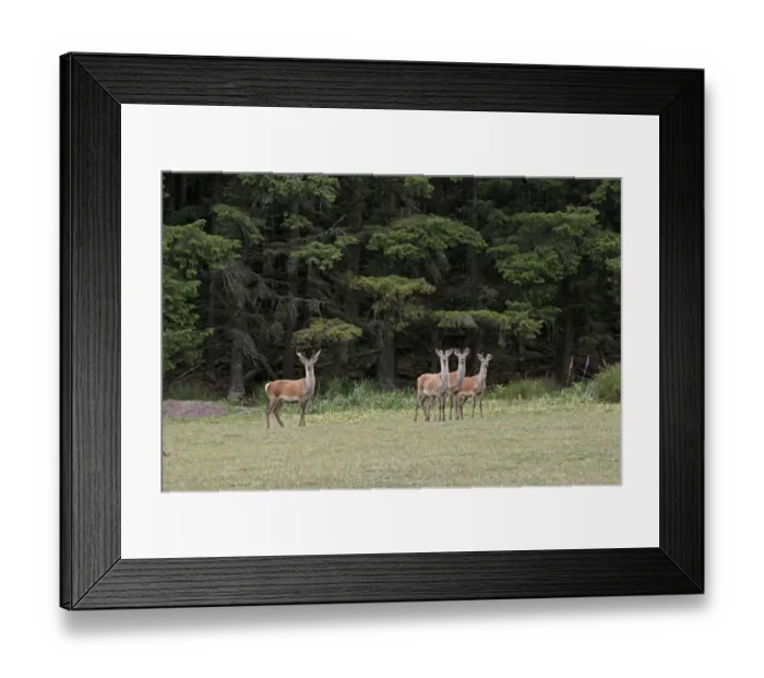 Framed Print : Red Deer (Cervus elaphus) four immature stags, standing at edge of conifer woodland, Isle of Jura, Inner Hebrides, Scotland, june Framed Print : Red Deer (Cervus elaphus) four immature stags, standing at edge of conifer woodland, Isle of Jura, Inner Hebrides, Scotland, june