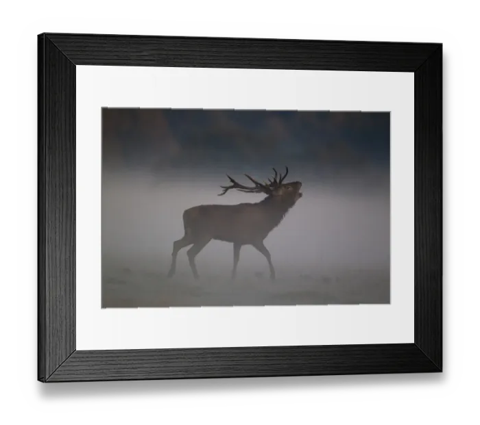 Framed Print : Red Deer (Cervus elaphus) stag, roaring in mist during rutting season, Helmingham Hall Deer Park, Suffolk, England, october Framed Print : Red Deer (Cervus elaphus) stag, roaring in mist during rutting season, Helmingham Hall Deer Park, Suffolk, England, october
