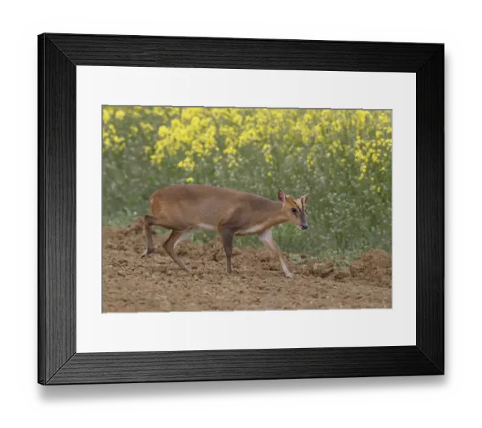 Framed Print : Chinese Muntjac (Muntiacus reevesi) adult male, walking at edge of Oilseed Rape crop, Leicestershire, England, may Framed Print : Chinese Muntjac (Muntiacus reevesi) adult male, walking at edge of Oilseed Rape crop, Leicestershire, England, may