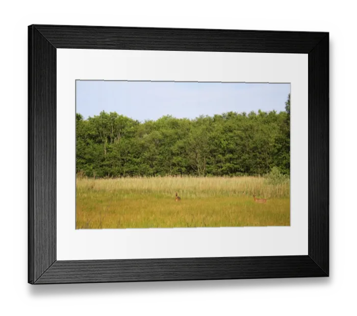 Framed Print : Western Roe Deer (Capreolus capreolus) two adults, standing in mixed sedge fen habitat at edge of reedbed and wet woodland, Old Fen, Thelnetham Fen, Little Ouse Valley, Suffolk, England, june Framed Print : Western Roe Deer (Capreolus capreolus) two adults, standing in mixed sedge fen habitat at edge of reedbed and wet woodland, Old Fen, Thelnetham Fen, Little Ouse Valley, Suffolk, England, june
