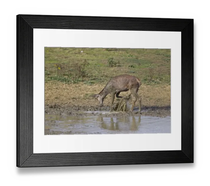 Framed Print : Red Deer (Cervus elaphus) hind, kicking water over body, during rutting season, Minsmere RSPB Reserve, Suffolk, England, october Framed Print : Red Deer (Cervus elaphus) hind, kicking water over body, during rutting season, Minsmere RSPB Reserve, Suffolk, England, october