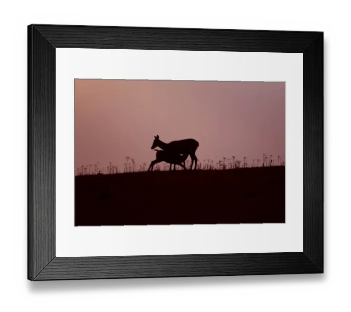 Framed Print : Red Deer (Cervus elaphus) hind with four month old calf suckling, silhouetted at sunset, Minsmere RSPB Reserve, Suffolk, England, october Framed Print : Red Deer (Cervus elaphus) hind with four month old calf suckling, silhouetted at sunset, Minsmere RSPB Reserve, Suffolk, England, october