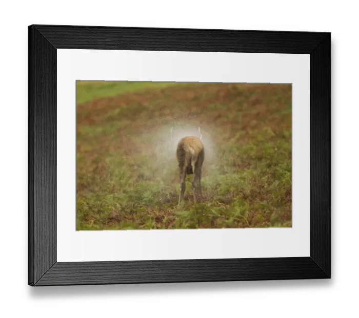 Framed Print : Red Deer (Cervus elaphus) stag, shaking water from coat after rainstorm, during rutting season, Bradgate Park, Leicestershire, England, november Framed Print : Red Deer (Cervus elaphus) stag, shaking water from coat after rainstorm, during rutting season, Bradgate Park, Leicestershire, England, november