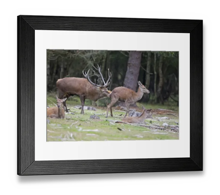 Framed Print : Red Deer (Cervus elaphus) adult pair, stag tasting hind during rutting season, Minsmere RSPB Reserve, Suffolk, England, october Framed Print : Red Deer (Cervus elaphus) adult pair, stag tasting hind during rutting season, Minsmere RSPB Reserve, Suffolk, England, october