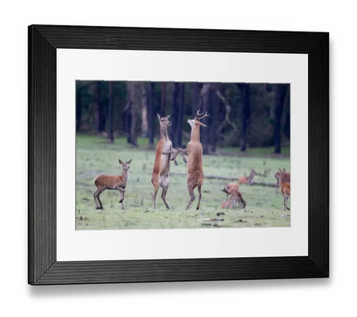 Framed Print : Red Deer (Cervus elaphus) immature stag and hind with calf, boxing behaviour, during rutting season, Minsmere RSPB Reserve, Suffolk, England, october Framed Print : Red Deer (Cervus elaphus) immature stag and hind with calf, boxing behaviour, during rutting season, Minsmere RSPB Reserve, Suffolk, England, october