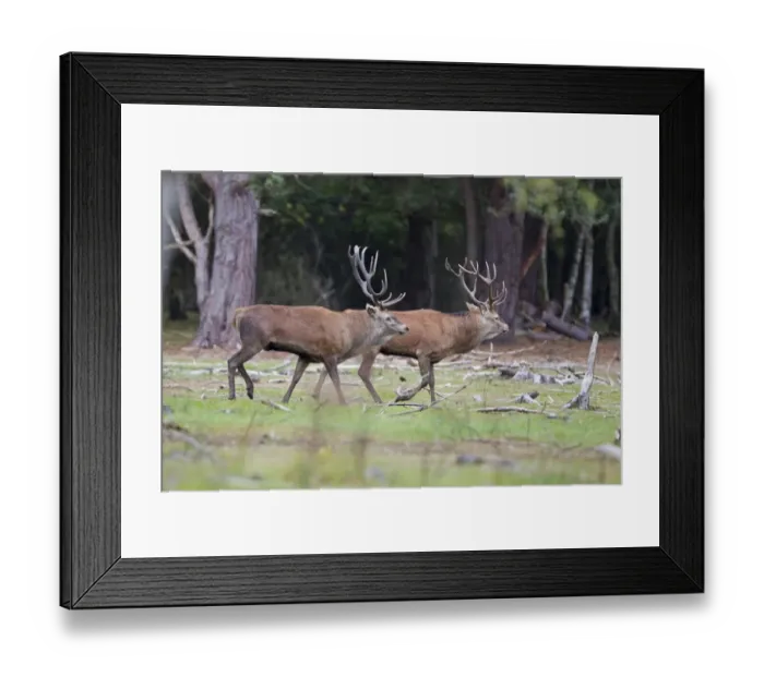 Framed Print : Red Deer (Cervus elaphus) two stags, parallel walking before commiting to fight during rutting season, Minsmere RSPB Reserve, Suffolk, England, october Framed Print : Red Deer (Cervus elaphus) two stags, parallel walking before commiting to fight during rutting season, Minsmere RSPB Reserve, Suffolk, England, october