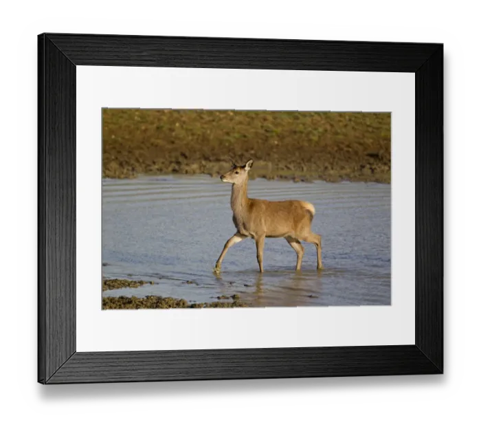 Framed Print : Red Deer (Cervus elaphus) calf, wading in pool, during rutting season, Minsmere RSPB Reserve, Suffolk, England, october