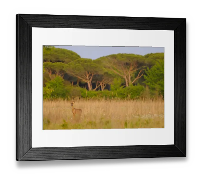 Framed Print : Western Roe Deer (Capreolus capreolus) buck, standing in Mediterranean bush habitat, Italy, april Framed Print : Western Roe Deer (Capreolus capreolus) buck, standing in Mediterranean bush habitat, Italy, april