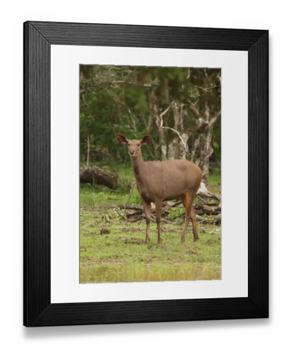 Framed Print : Sambar (Cervus unicolor) adult female, standing in wet woodland, Yala N. P. Sri Lanka, december Framed Print : Sambar (Cervus unicolor) adult female, standing in wet woodland, Yala N. P. Sri Lanka, december