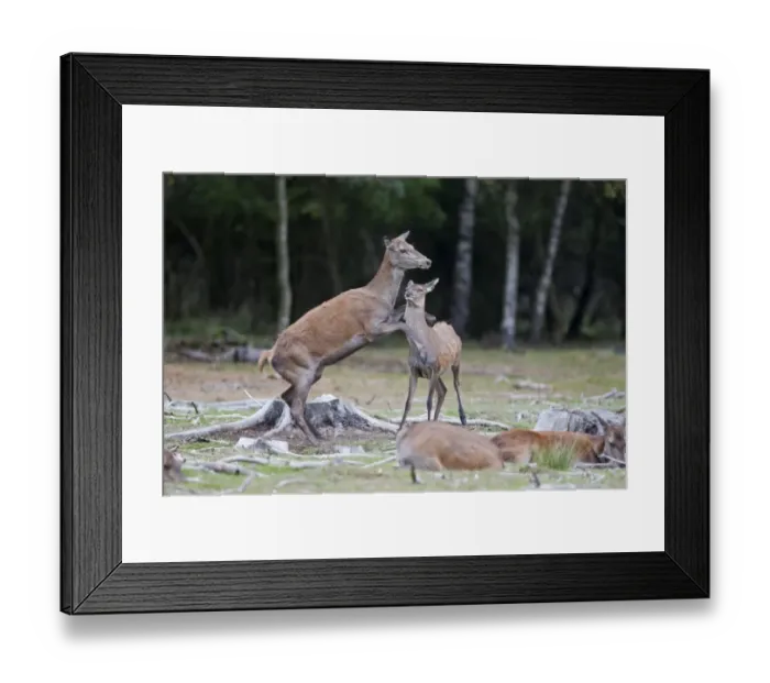 Framed Print : Red Deer (Cervus elaphus) hind kicking calf, during rutting season, Minsmere RSPB Reserve, Suffolk, England, october